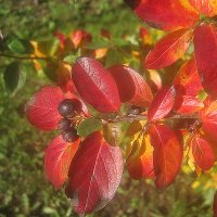 Осеннее :: Елена Семигина Осеннее :: Елена Семигина