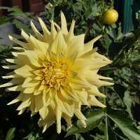 Георгина. :: Галина Минчук Георгина. :: Галина Минчук