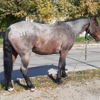 Фотомодель с тату :: Галина Минчук