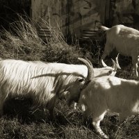 Фотография :: Денис Безногов