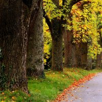 Осенняя дорожка :: Юрий. Шмаков