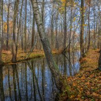 **** :: Елизавета .