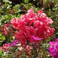 Флоксы :: Freddy 97