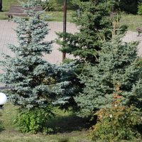 ЕЛИ В ПАРКЕ :: СЕРГЕЙ ФИЛОЧКИН