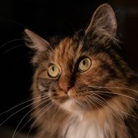 Котя :: Татьяна Гузева