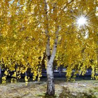Золотая осень. :: Владимир Помазан