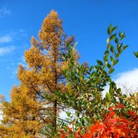 Краски осени :: Владимир Помазан