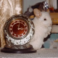 Белка :: Сергей Кочнев