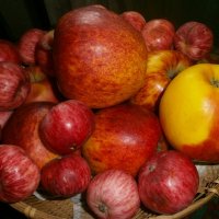 Ябло(ч)ки :: Алёна Савина