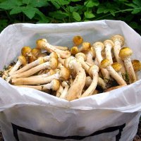 Пара пеньков и за полчаса целый мешок! :: VasiLina *