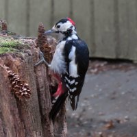 Еловое лакомство :: Ната Волга