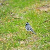 Трясогуска :: Владимир Филимонов