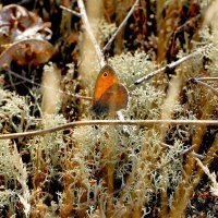 опять про бабочек 36 :: Александр Прокудин