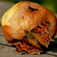 опять про бабочек 39 :: Александр Прокудин