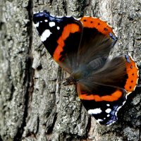 опять про бабочек 40 :: Александр Прокудин