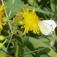 Беляночка :: Елена Елена