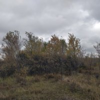 Осень,в леске... :: Андрей Хлопонин