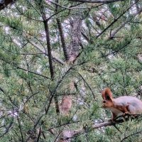 Белка. :: Георгиевич 