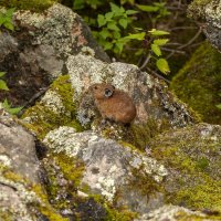 День защиты животных ежегодно отмечают во всем мире 4 октября. :: Вадим Басов