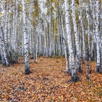 Расстилает ковры свои, Осень! :: Елена Хайдукова  ( Elena Fly )