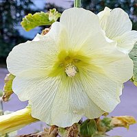 Цветы. :: Владимир Драгунский