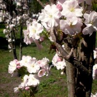 Растительный мир :: Роман Савоцкий