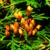 Поспели :: Людмила Смородинская