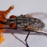 Муха кушает варенье :: Александр Лычагин