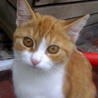 В гости  пришла :: Валентин Семчишин