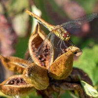 Посадка. :: Анатолий. Chesnavik. Посадка. :: Анатолий. Chesnavik.