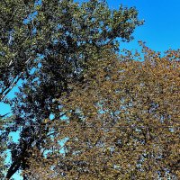 Осень :: Юрий Гайворонскiий