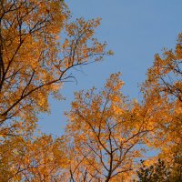 Золотые тополя :: Олег Зоркий