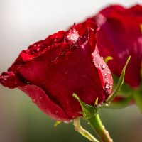 Розы :: Игорь Сикорский Розы :: Игорь Сикорский