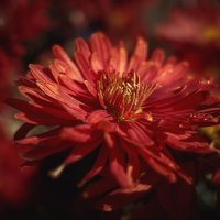 * :: Svetlana Galvez