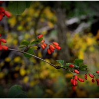 С барбарисом... :: Aleksandr Gal