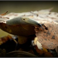 и стол и дом... :: Aleksandr Gal