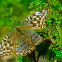 Бабочка МАЯ :: Владимир Максимов