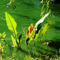 Сентябрьский этюд :: Рита Симонова Сентябрьский этюд :: Рита Симонова