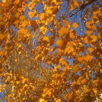 Осенний этюд :: Елена Семигина