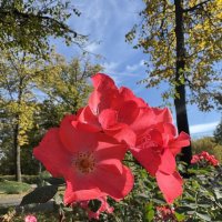 яркие краски :: Анна Камс