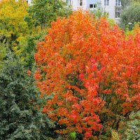 Багрянец осени :: Ольга Довженко