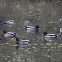 Большая семья :: Freddy 97