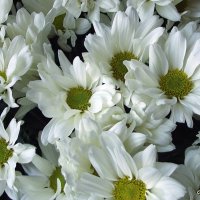 Хризантемы :: Freddy 97