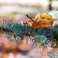 Осенние краски :: Светлана Ищенко