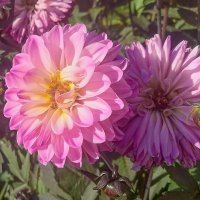 Цветы осени. :: юрий Амосов Цветы осени. :: юрий Амосов