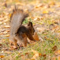 Белка осенью :: Александр Синдерёв