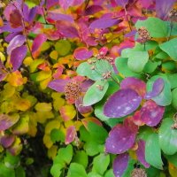 Осеннее пано. :: юрий Амосов