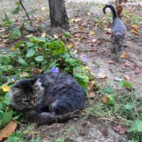 Старая история... ) :: Наталья 