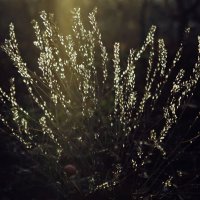 вечерний свет :: александр 