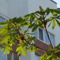 "Будет апрель!" Ю.Левитанский :: Syntaxist (Светлана)